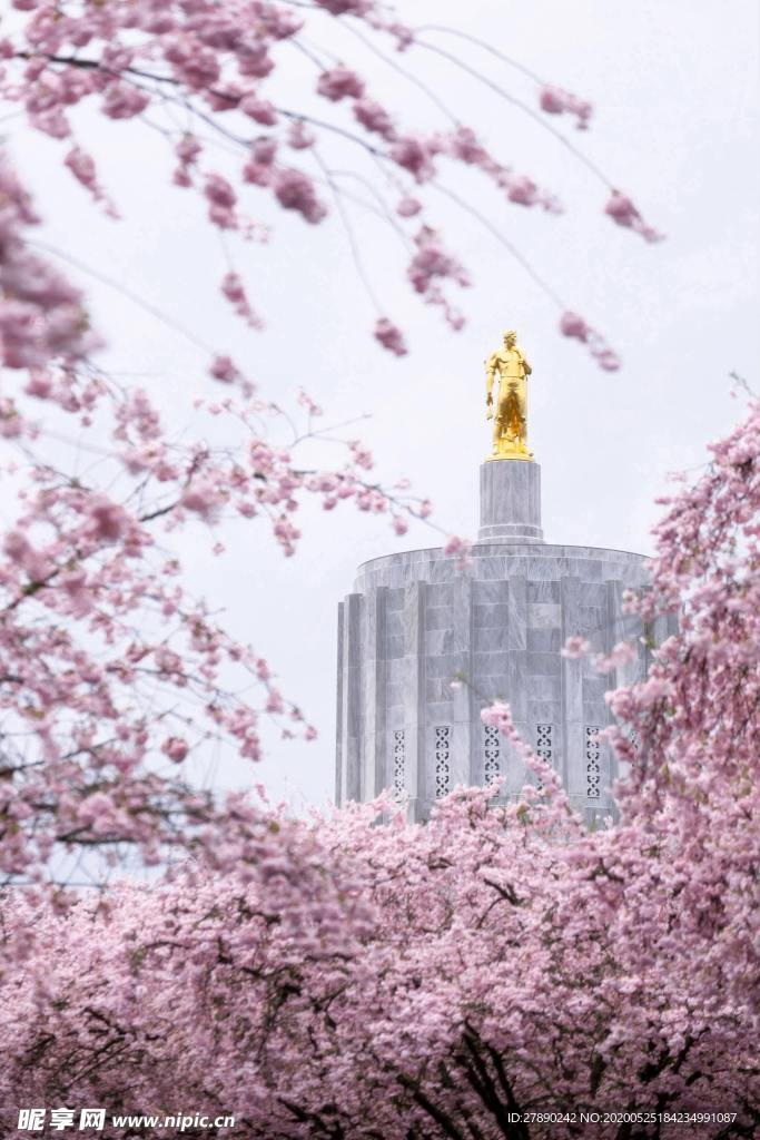 樱花