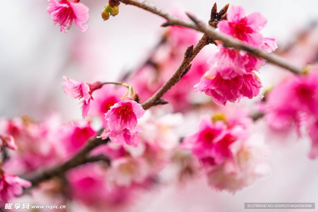 樱花