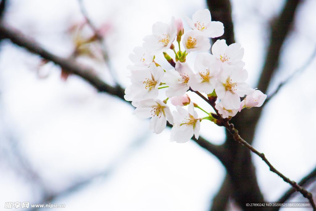 樱花