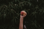 苹果
