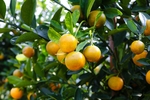 橙子