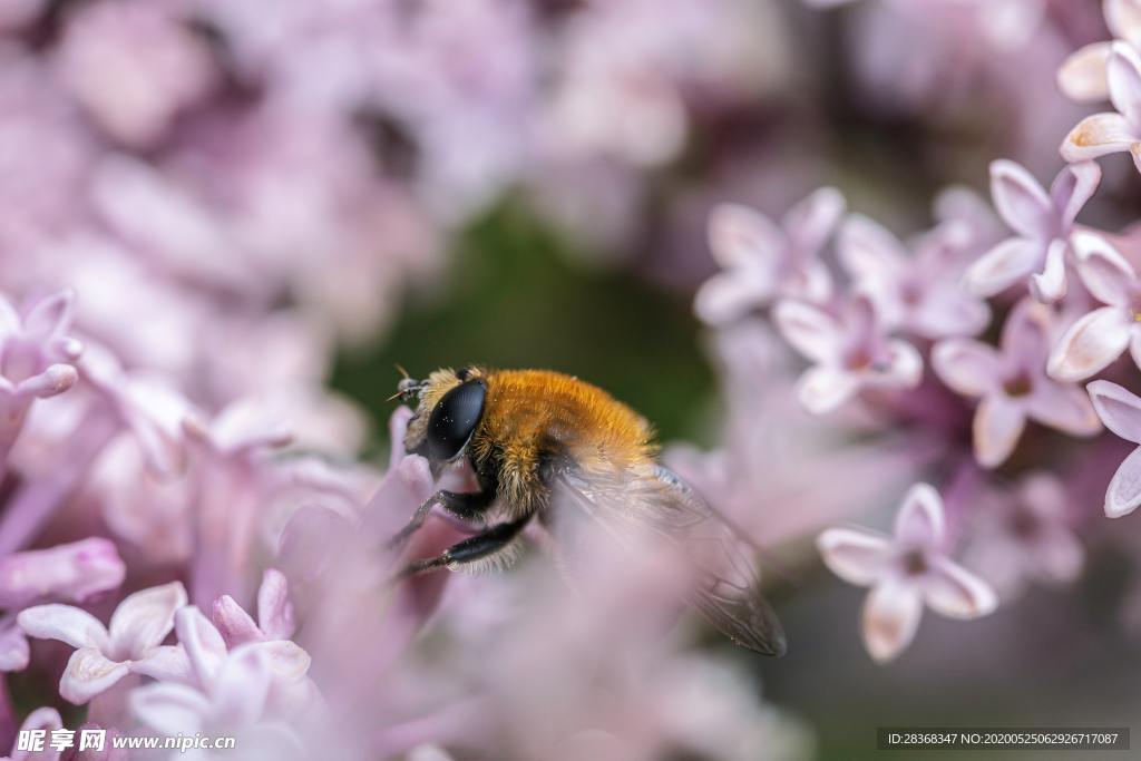 蜜蜂采蜜