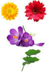 花