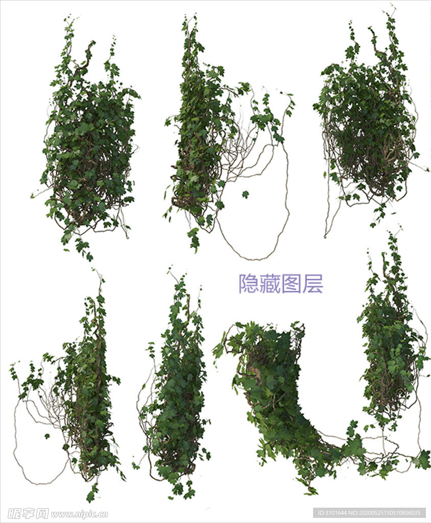 攀爬植物