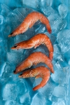 虾