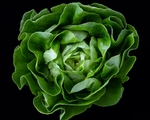 蔬菜
