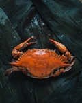 大闸蟹