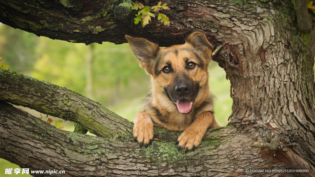 宠物动物合集爬树警犬