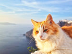 宠物动物合集晒太阳的猫咪