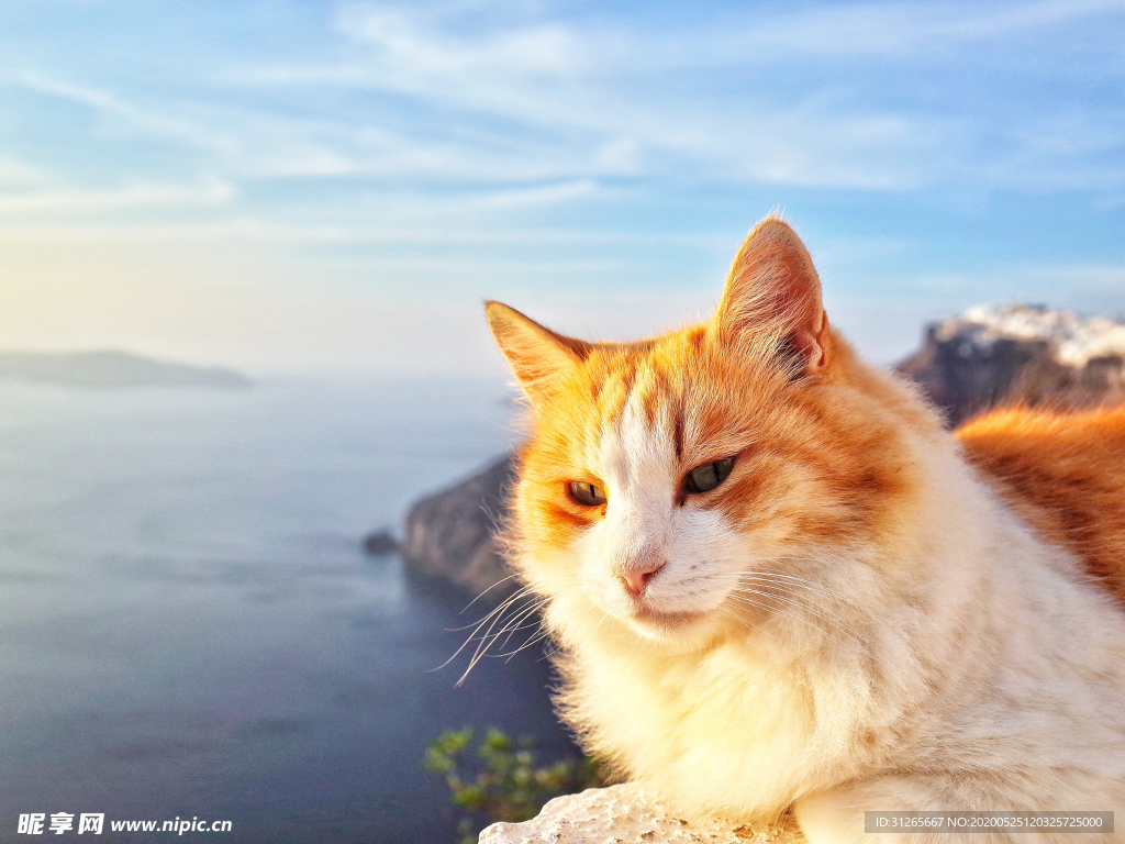 宠物动物合集晒太阳的猫咪