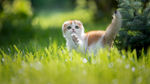 宠物动物合集草地的猫咪