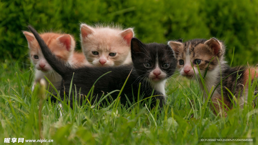 宠物动物合集四只小猫咪