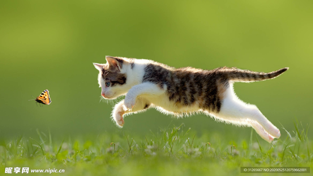 宠物动物合集飞天小奶猫