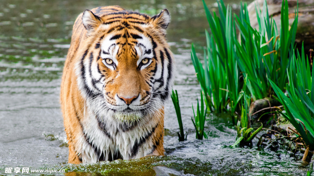 宠物动物合集老虎洗澡