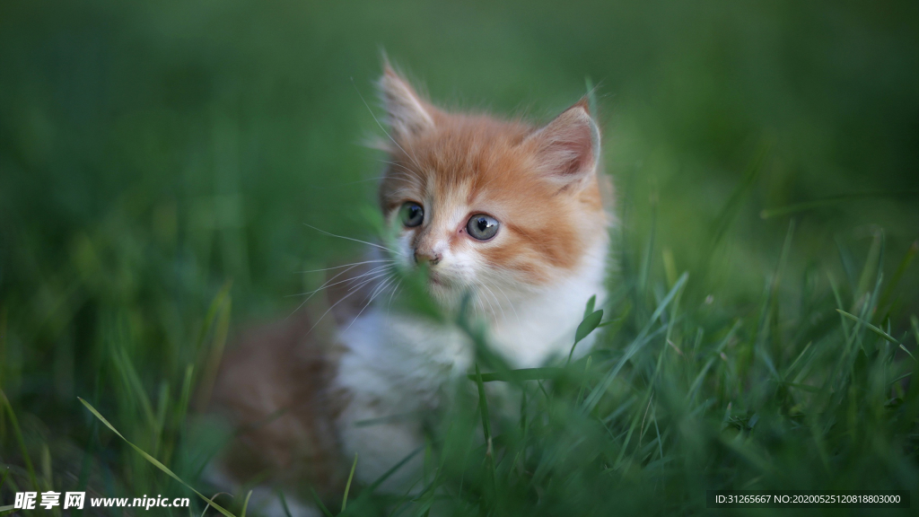 宠物动物合集小奶猫草地玩耍