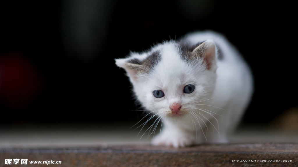 宠物动物合集小奶猫照片