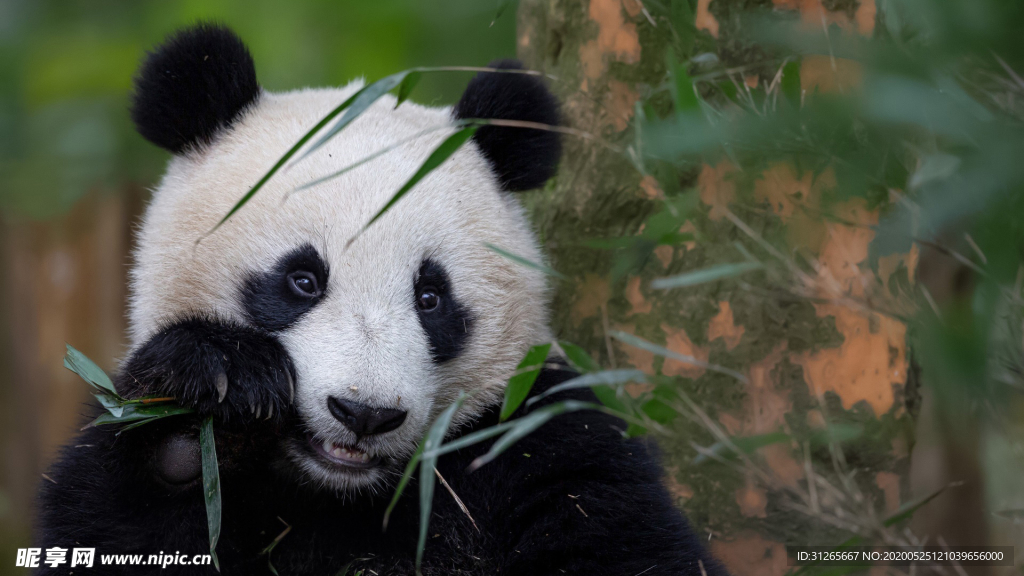 宠物动物合集panda