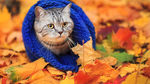 猫咪户外照片
