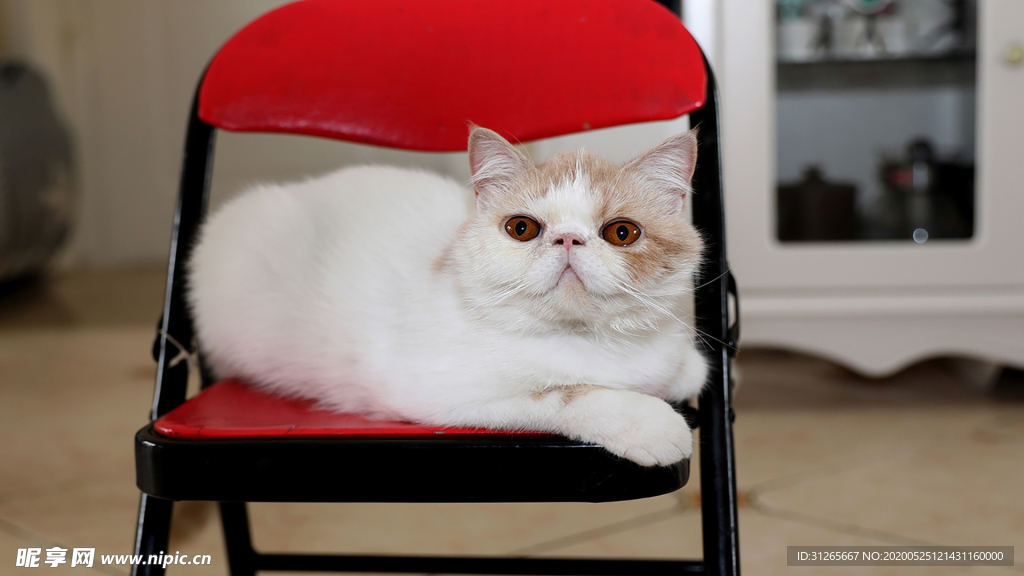 丑萌猫咪端坐椅子上