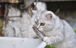 可爱猫咪