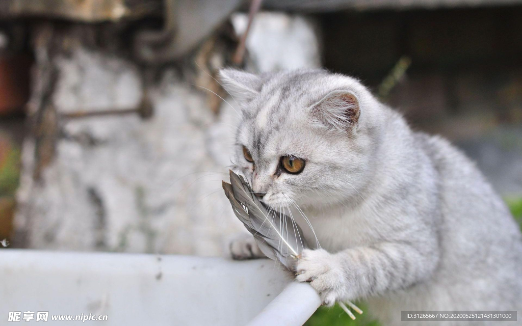 可爱猫咪