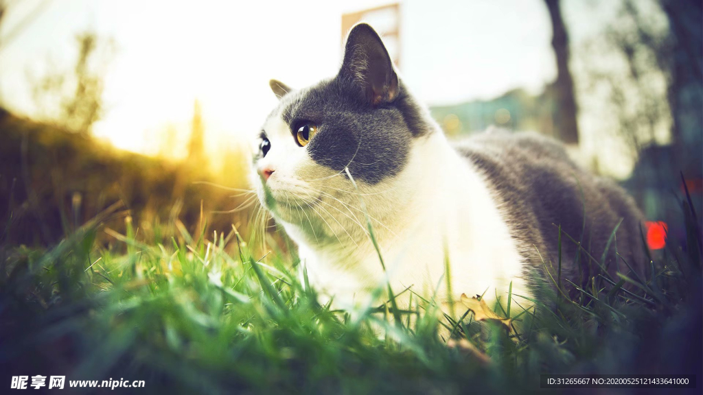 可爱奶牛猫
