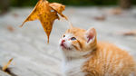 菊猫