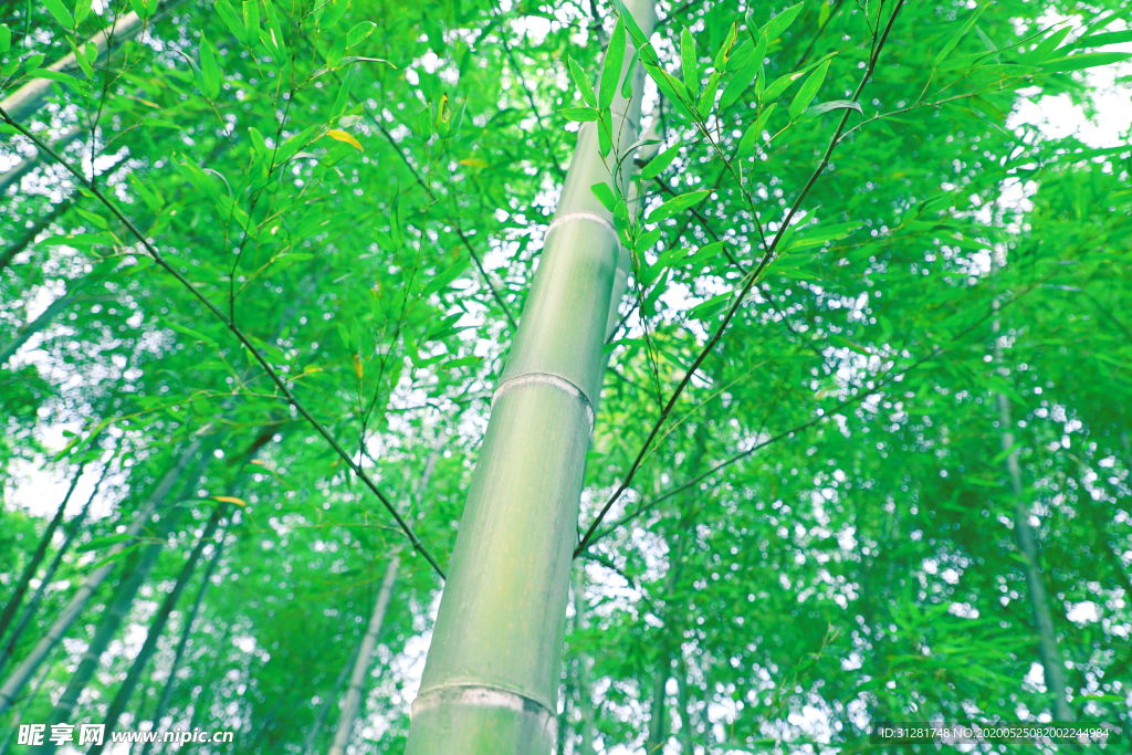 竹