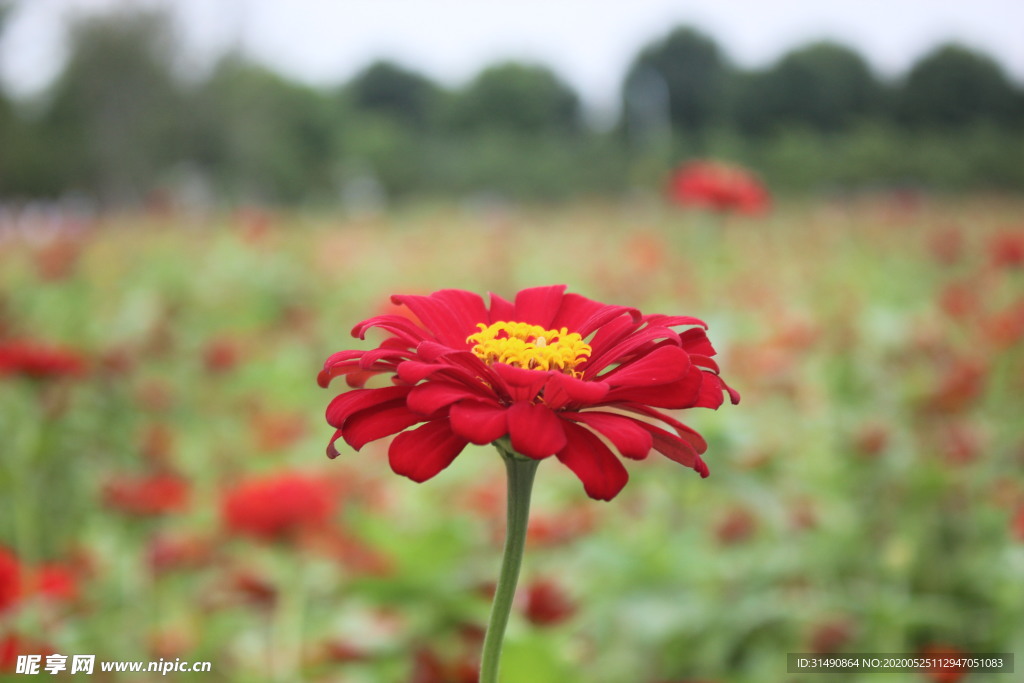 花朵百日菊