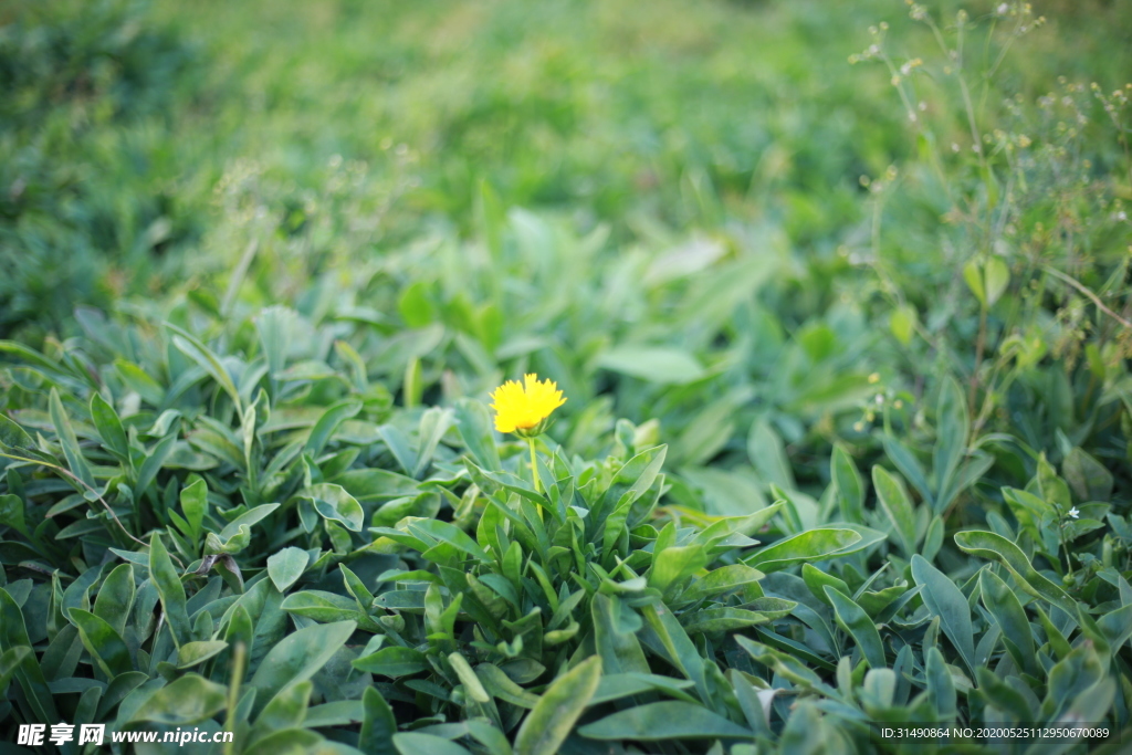 剑叶金鸡菊