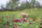 百日菊