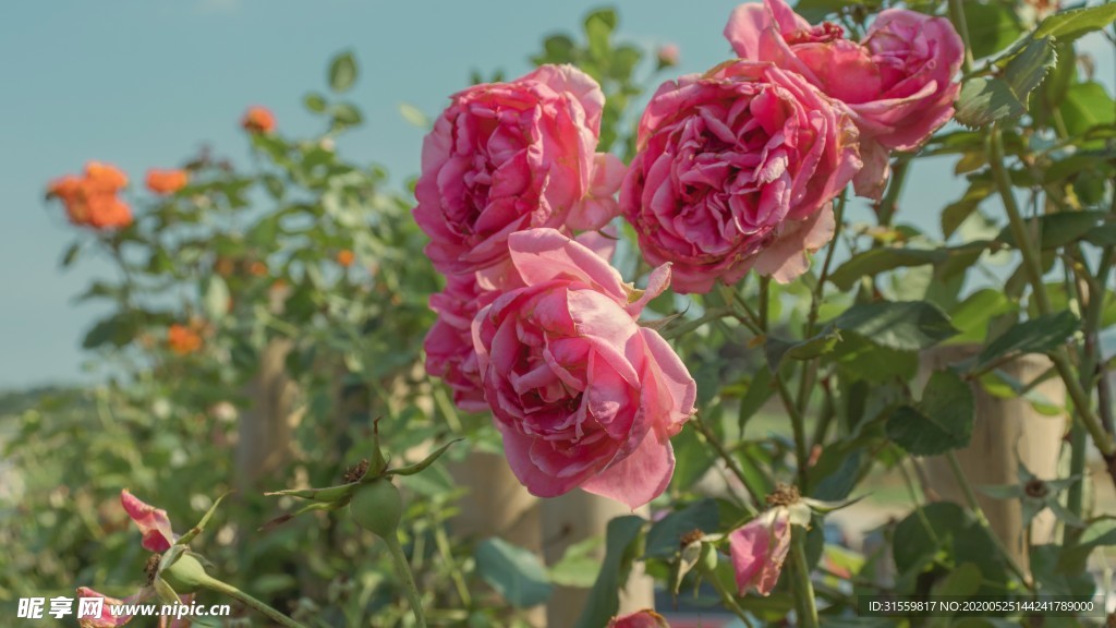 花