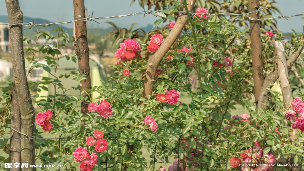 花