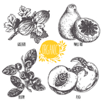 蔬菜素描