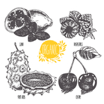蔬菜素描