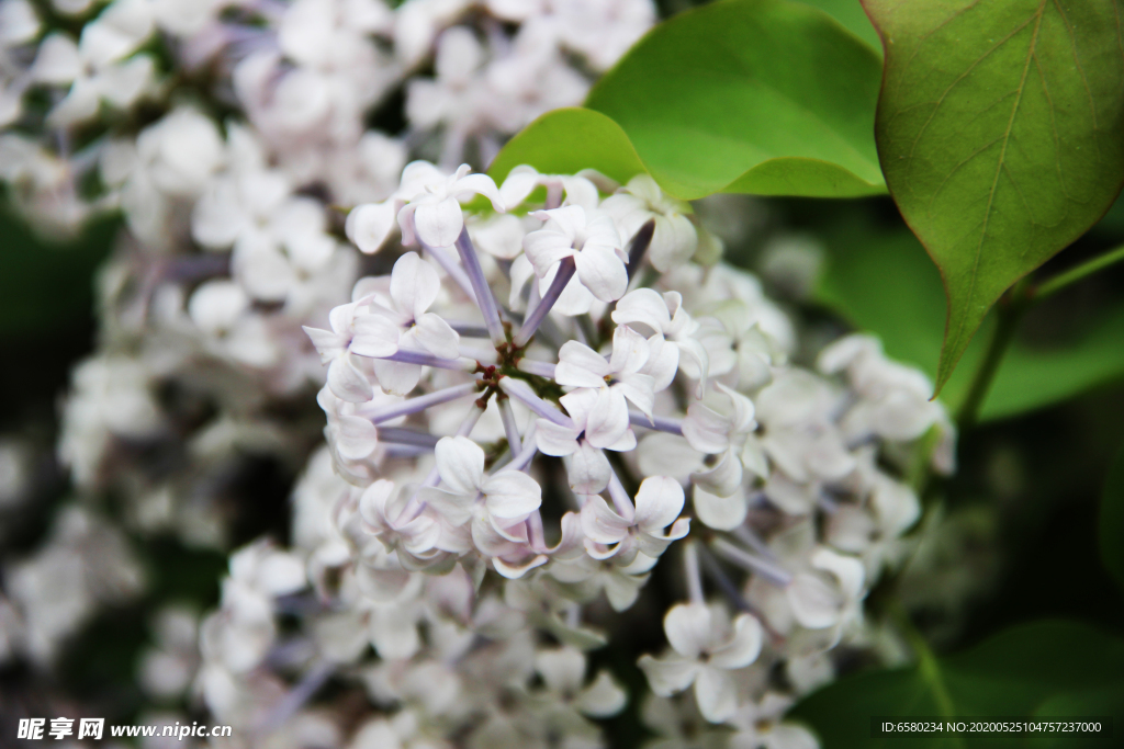 丁香花