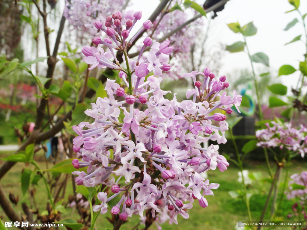 丁香花