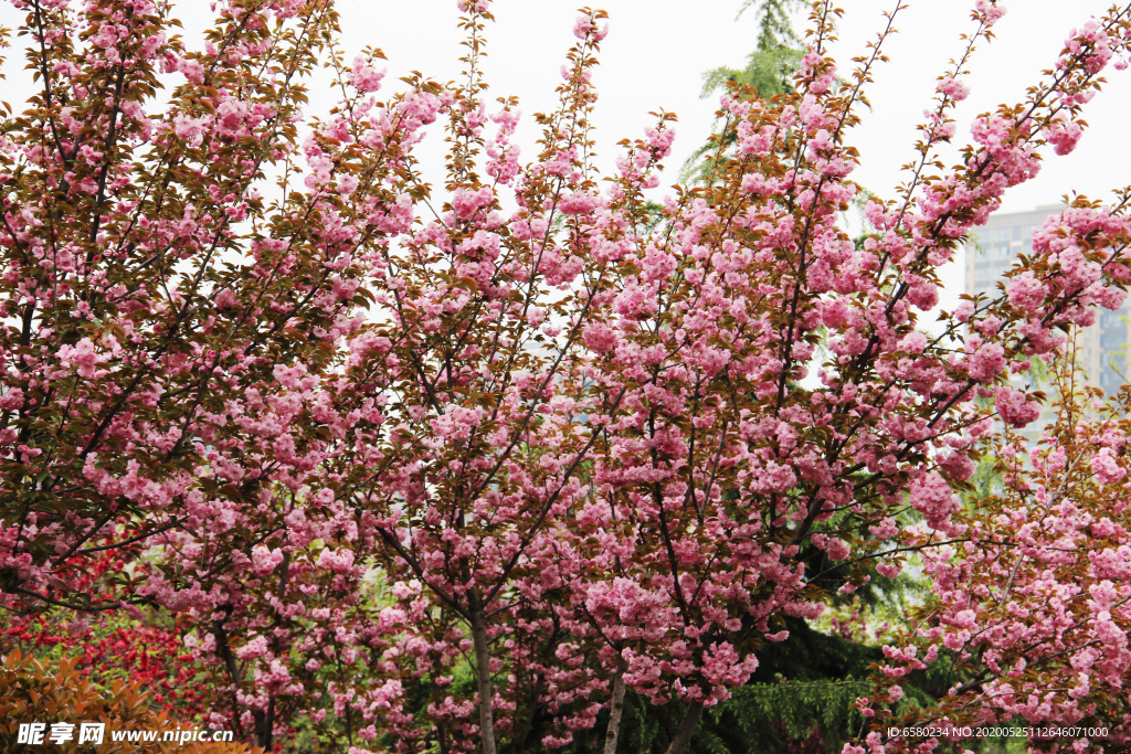 樱花树