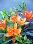 百合花