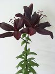 百合花