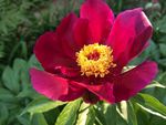芍药花