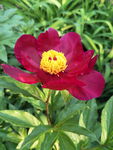 芍药花