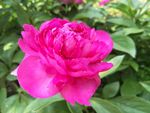 芍药花
