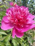 芍药花