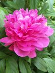 芍药花