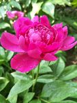 芍药花