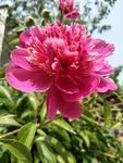 芍药花