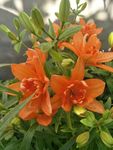 百合花