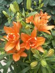 百合花