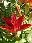 百合花
